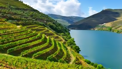 Douro Valley Porto